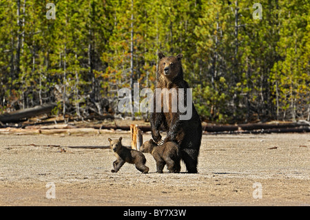 Grizzly Mutter mit jungen im Yellowstone National Park. Stockfoto