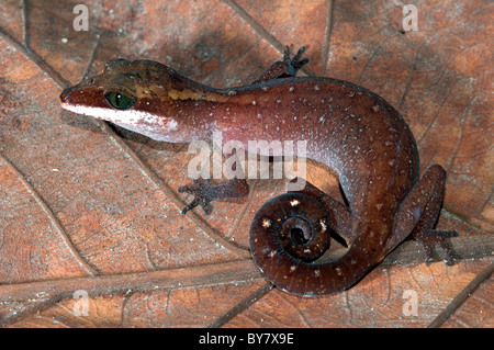 Bornean Katze Gecko Aeluroscalabotes felinus Stockfoto