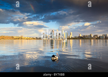 Australischer Pelikan (Pelecanus Conspicillatus) am Swan River mit einem Regenbogen über der Stadt von Perth, Westaustralien Stockfoto