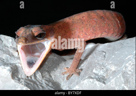 Bornean Katze Gecko Aeluroscalabotes felinus Stockfoto