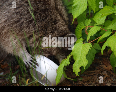 Ein Waschbär im Stanley Park Essen Müll. Stockfoto