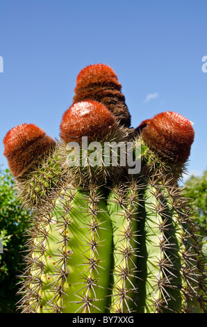 Türken Kopf Kaktus mit roten Fez Kappen auf der karibischen Insel Antigua Stockfoto