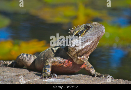 Östlicher Wasserdrache ( (Physignathus lesueurii), der in einem Vorstadt-Garten in Australien auf einem Felsen liegt. Stockfoto