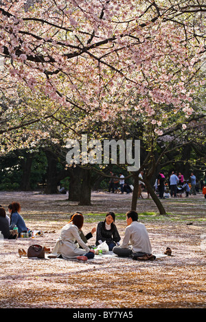 Japanische Paare sitzen unter Kirschblüten in Shinjuku Gyoen, Tokyo, Japan Stockfoto