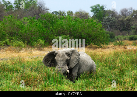 Afrikanische Elefanten im Alter von Bull mit abgenutzten Stoßzähne Beweidung in hohe Napier Gräser, Moremi National Park, Botswana Stockfoto