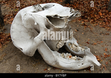 Gebleichten Schädel eines afrikanischen Elefanten (Loxodonta Africana), Moremi Nationalpark, Botswana Stockfoto