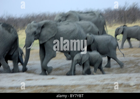 Bewegung verwischt Bild einer Herde laufen afrikanischer Elefant (Loxodonta Africana), Savuti Nationalpark, Botswana Stockfoto