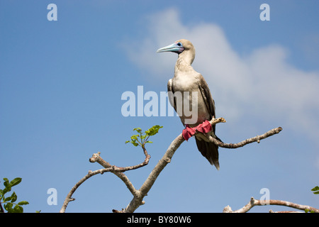 Vögel Red Footed Booby Sula Sula Genovesa Prins Philips Schritte Galapagos Insel Stockfoto