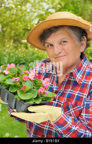 Ältere Frau Gartenarbeit, Blumenerde Begonia Sämlinge Stockfoto