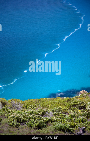 Proteas wachsen am Hang von Gewässern des Hout Bay. Die Gewässer bilden Muster von den Strömungen. Stockfoto