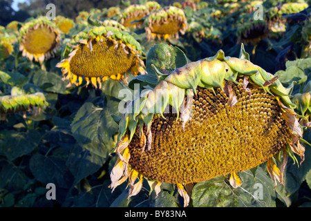 Sonnenblumen im Feld, Aude, Alzonne, Carcassonne, Frankreich zu sterben. Stockfoto