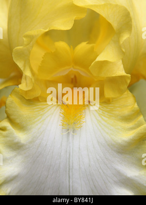 Blick auf die Iris Blütenblätter aus Staubblätter und über in der Nähe. Stockfoto