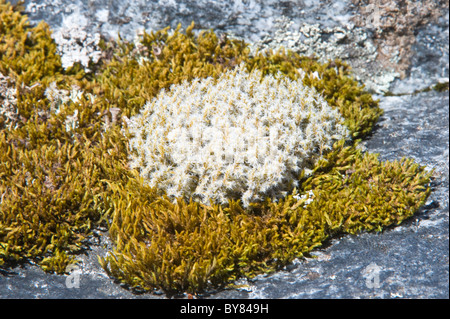 Racomitrium Lanuginosum Moos wächst in Ainsworth Bucht eine Küstenstadt Bucht gefüttert das Schmelzwasser von Marinelli Gletscher Tierra del Fuego Stockfoto