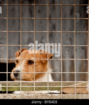 A Buchse Russell Terrier Hund in einem Käfig wartet auf seinen Besitzer Stockfoto