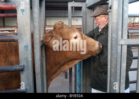 Rinder in Brecher neben Markt-Mitarbeiter Stockfoto
