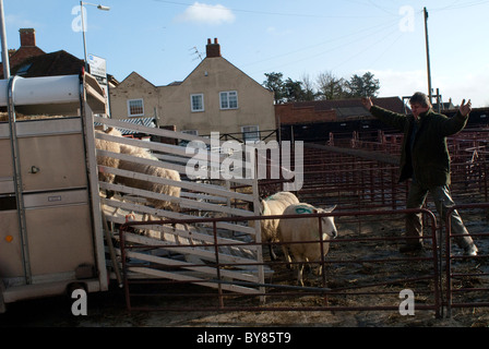 Laden die Schafe auf einem Anhänger auf der Schaf-Auktion. Stockfoto