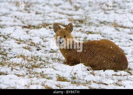 Chinesische Wasser Hirsch Hydropotes Inermis im Schneesturm Stockfoto