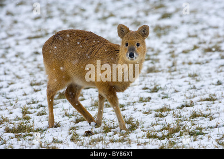 Chinesische Wasser Hirsch Hydropotes Inermis im Schneesturm Stockfoto