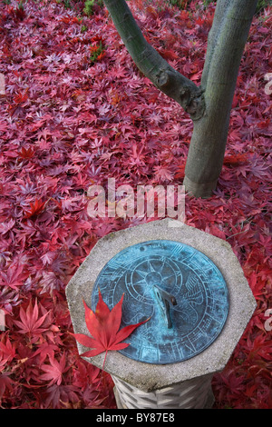 Gefallene Blätter des japanischen Ahornbaum & Sonnenuhr im Herbst Stockfoto