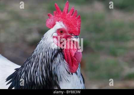 Leichte Sussex Hahn auf Norfolk Kleinfarm Stockfoto