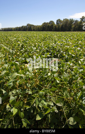 Soja- oder Soya Bean Anbau, USA Stockfoto