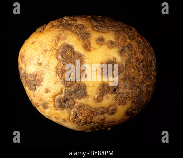 Pulverförmige Schorf (Spogospora Subterranea) Stuhlgangsunregelmäßigkeiten mit potat0 mop Top Virus auf eine Kartoffelknolle Stockfoto