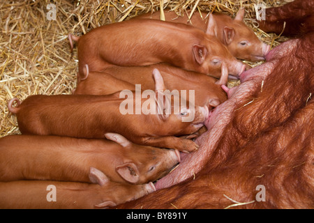 Tamworth Ferkel gesäugt von Sau im Stall auf Kleinbetrieb Stockfoto