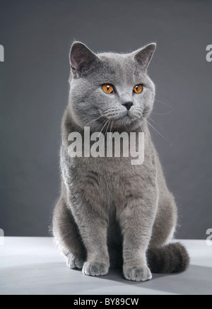 Lila British Kurzhaar Katze, grau Stockfoto