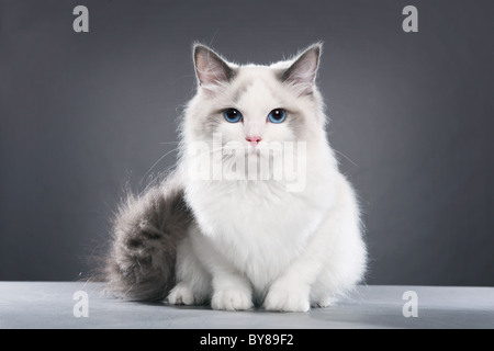 Ragdoll Katze auf grauem Hintergrund Stockfoto
