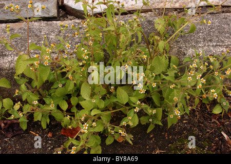 Shaggy Soldat (Galinsoga Quadriradiata: Asteraceae) auf eine Bordsteinkante, UK.