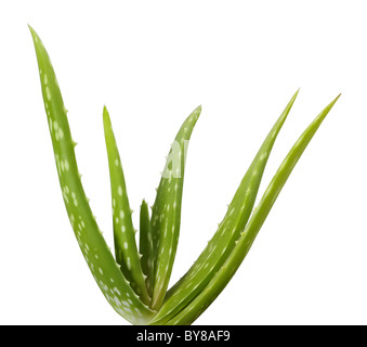 Aloe Vera Pflanze auf weißem Hintergrund Stockfoto