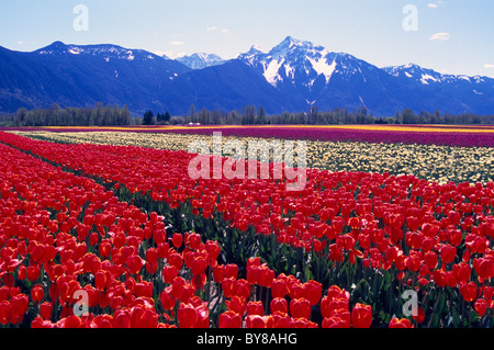 Tulpen blühen im Feld auf Tulip Lampe Bauernhof in der Nähe von Agassiz, Fraser Valley, Southwestern BC, Britisch-Kolumbien, Kanada, Frühling Stockfoto