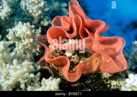 Spanische Tänzerin (Hexabranchus Sanguineus) Eiern am Korallenriff, Rotes Meer, Ägypten. Stockfoto