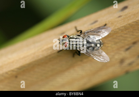 Fleisch-Fly Sarcophaga Carnaria Porträt des einzigen Erwachsenen UK Stockfoto