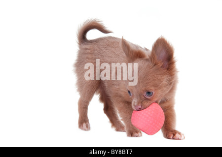 Süße kleine Chihuahua-Welpe mit einem pinkfarbenen Ball spielen Stockfoto