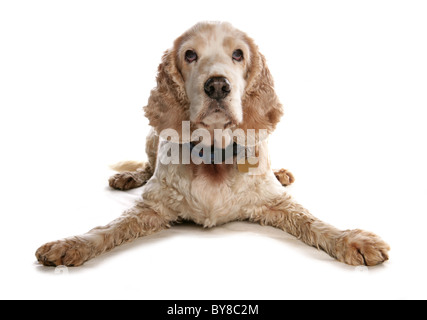 Cocker Spaniel alleinstehenden liegen im Studio UK Stockfoto