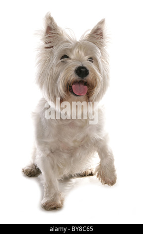 West Highland Terrier einzigen Erwachsenen im Studio UK Pfötchen geben Stockfoto