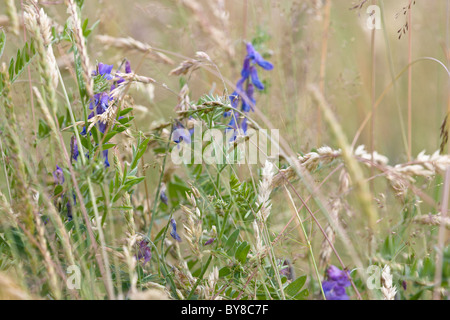 Bush Wicke Vicia Sepium Blumen auf Wiese Stockfoto