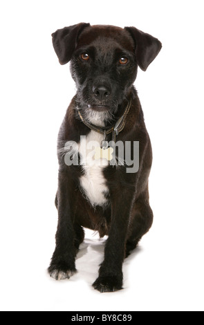 Patterdale Terrier alleinstehende Erwachsene sitzen im Studio UK Stockfoto