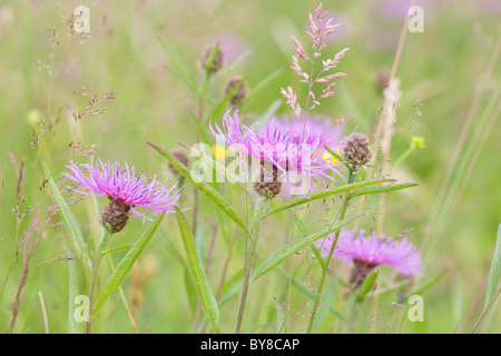 Drei gemeinsame Flockenblume, Centaurea Nigra, Blumen im Heu Wiese Stockfoto