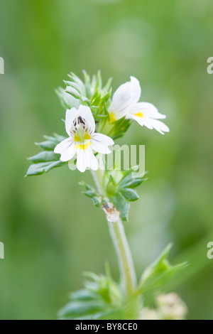 Gemeinsamen Augentrost, Euphrasia Nemorosa Blumen Stockfoto