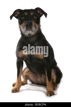 Patterdale Terrier einziges erwachsenes Weibchen sitzen im Studio UK Stockfoto