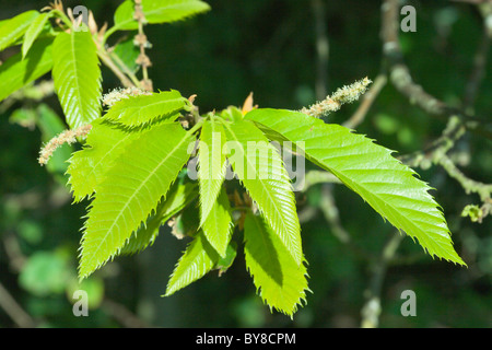 Edelkastanie, Castanea Sativa verlässt Stockfoto