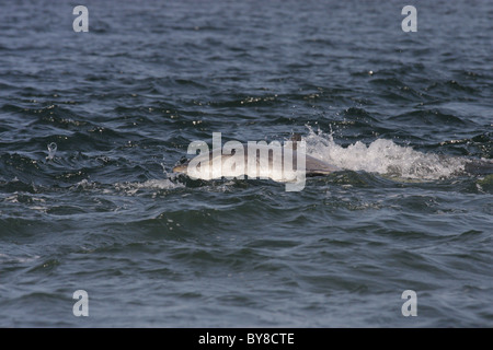 Der Große Tümmler (Tursiops Truncatus) Rollen auf seiner Seite, Moray Firth, Scotland, UK Stockfoto