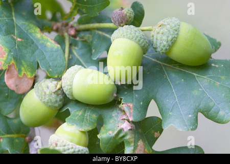 Englisch oder Pedunculate Eiche Quercus Robur Eicheln Stockfoto