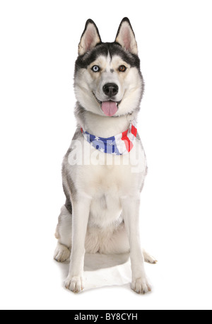 Siberian Husky alleinstehende Erwachsene sitzen in einem Studio UK Stockfoto