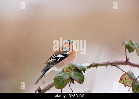 Buchfink thront auf einem Ast bramble Stockfoto