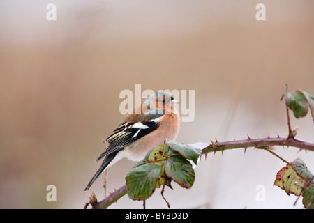 Buchfink thront auf einem Ast bramble Stockfoto