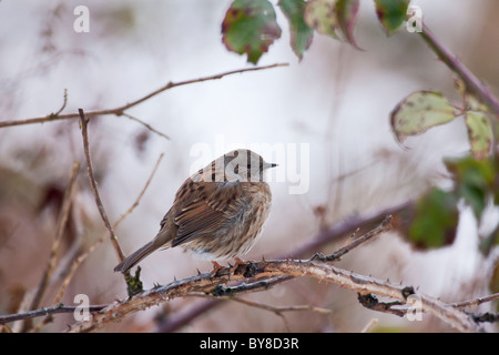 Heckenbraunelle thront auf einem verschneiten Bramble Ast Stockfoto