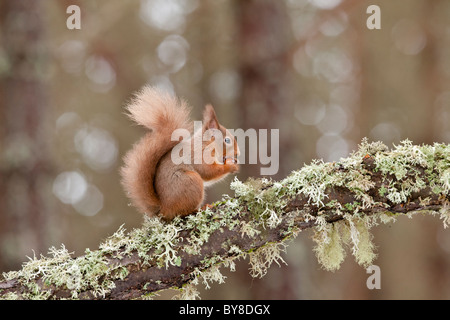 Eichhörnchen auf einer Flechte bedeckt Baum essen eine hazel Mutter gehockt Stockfoto